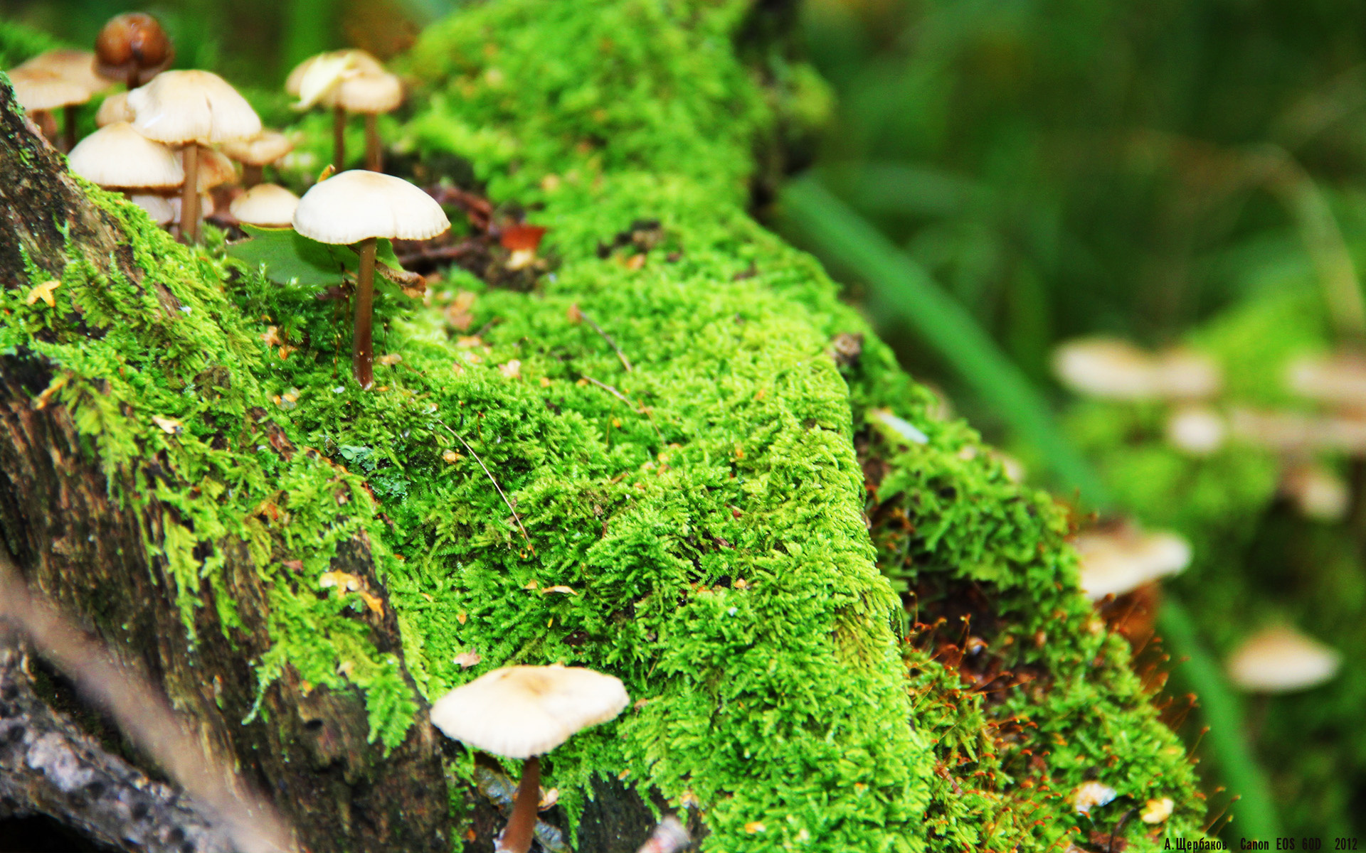 燃烧的蓝白心,当劳塔罗遇见伊比利亚猛兽