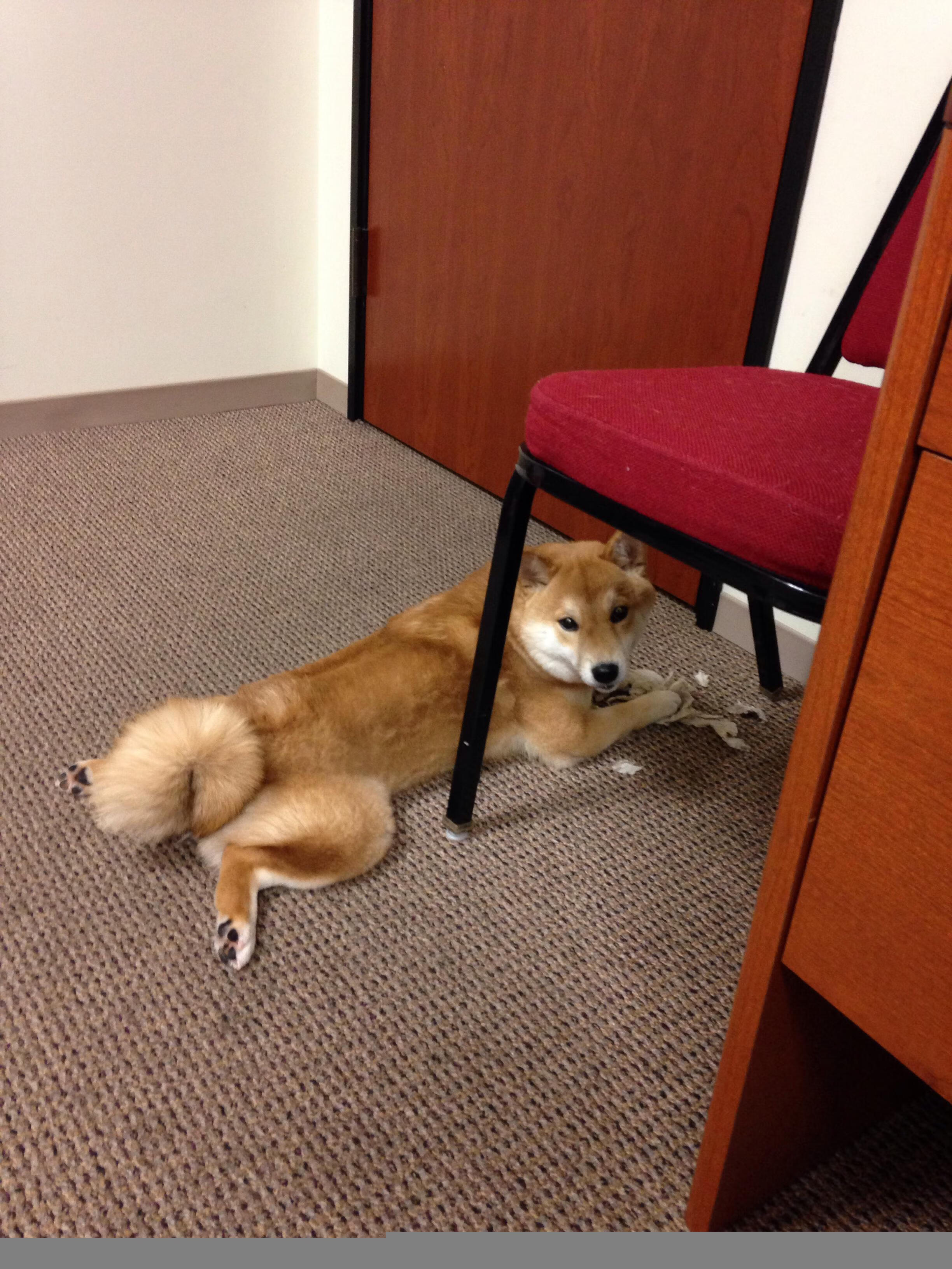 意甲焦点战之夜，莱万完成里程碑，跨足双线传奇