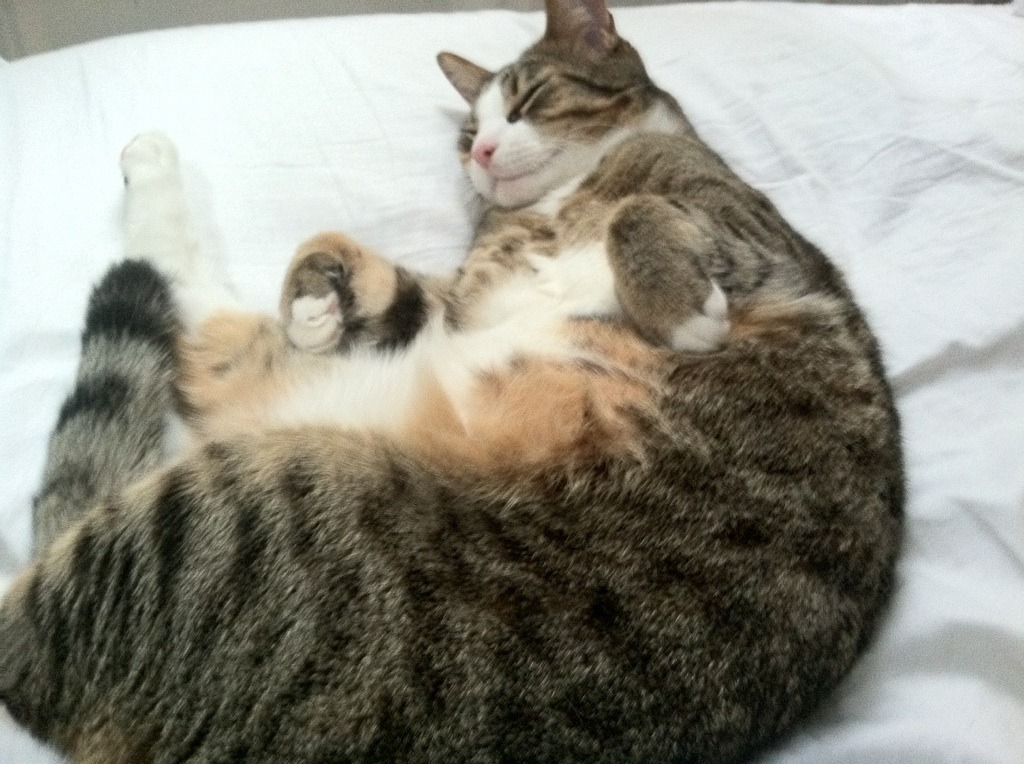 隐形操盘手，千里之外，凯恩如何遥控瑞典与尼日利亚的生死棋局