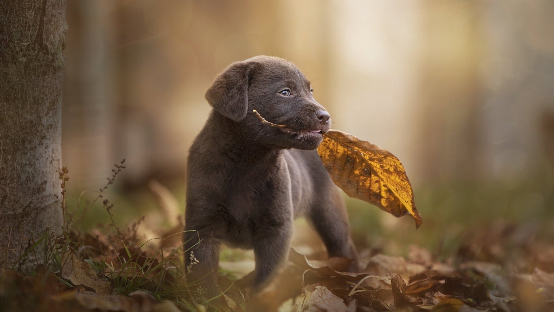 绿茵与硬木，当西班牙征服加纳，孔德在NBA季后赛接管比赛